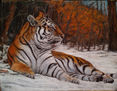 Tiger Loneliness