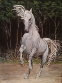 A White Horse