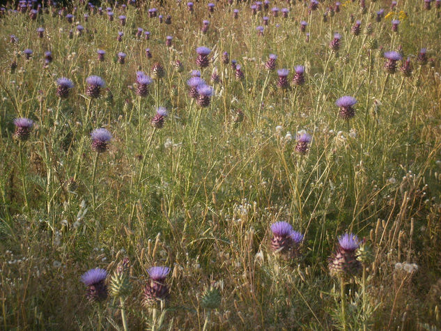 Juntos/Together/The monks Naturaleza Color (Digital)