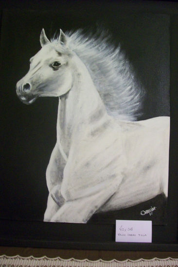 Potro blanco Oil Canvas Animals