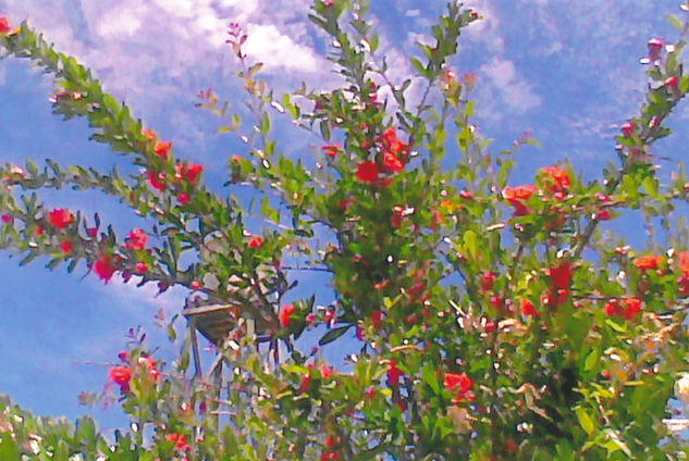 FLORES BAJO UN CONCIERTO DE NUBES Naturaleza Técnicas alternativas