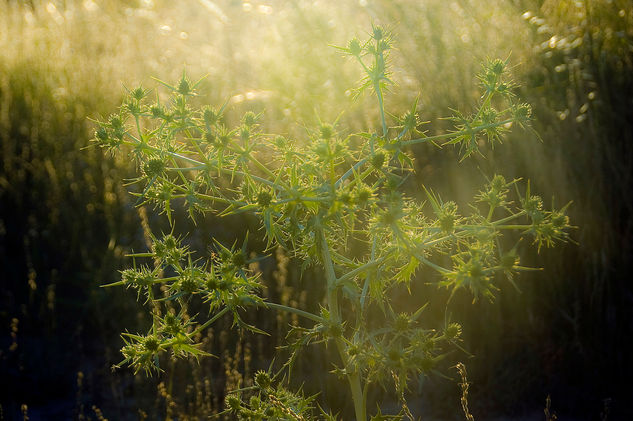 campo 2 Naturaleza Color (Digital)