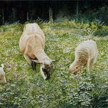 animales thumbnail 1