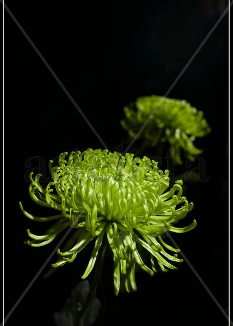 Duplicación