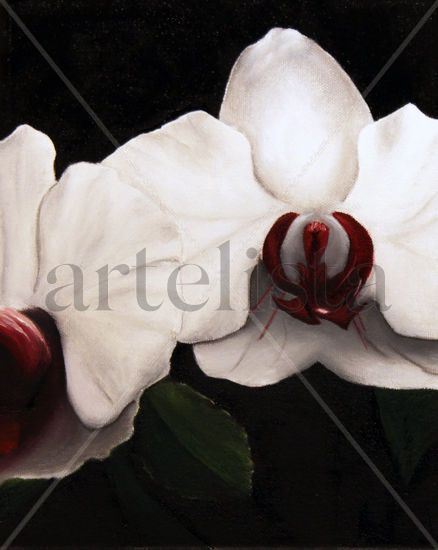 Phalaenopsis (Orquidea Blanca) Oil Canvas Floral Painting