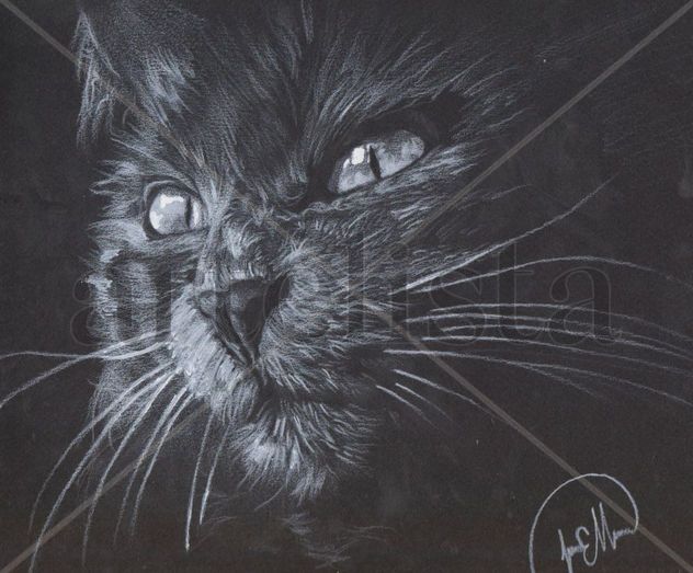 gato entre sombras