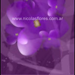 Color thumbnail 1