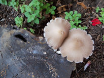 La madera y los hongos