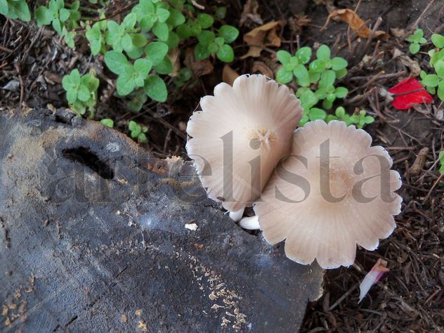 LA MADERA Y LOS HONGOS