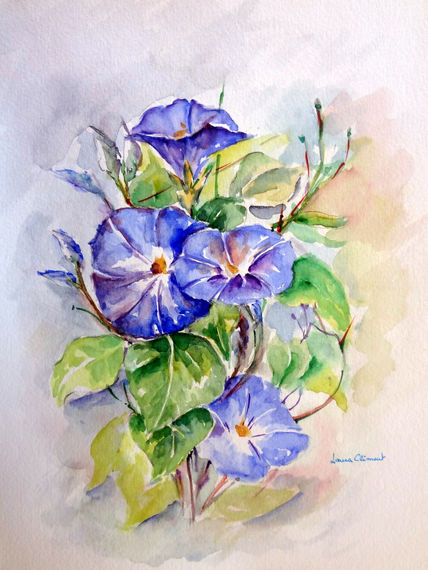 Ipomoea.