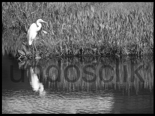 Pluma Blanca Nature Black and White (Digital)