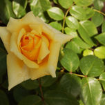 fotografia thumbnail 1