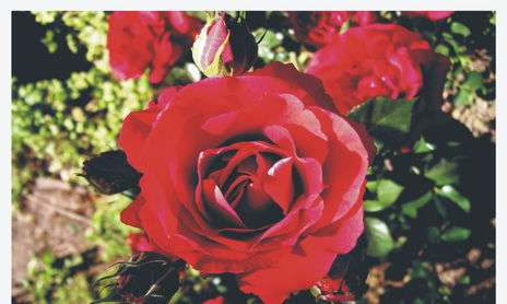 Flores