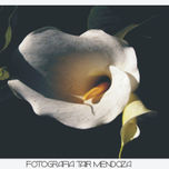 Flores thumbnail 1