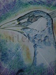 Pavo real