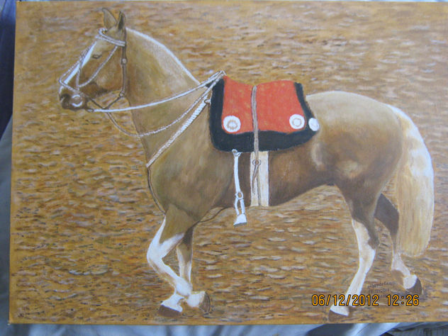 caballo criollo