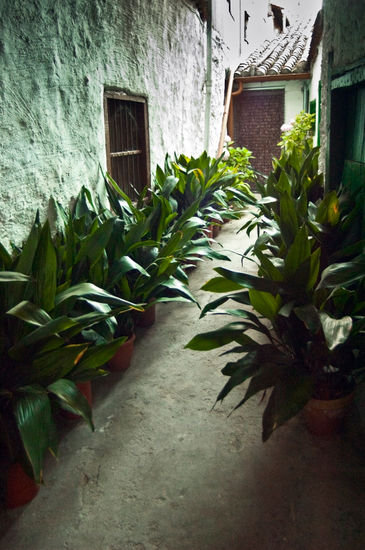 Barrio judío de Hervás patio con aspidistras Travel Color (Digital)