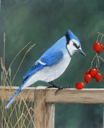 Blue Jay