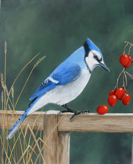 Blue Jay Acrylic Panel Animals