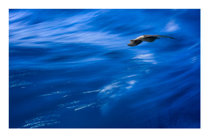 Gaviota