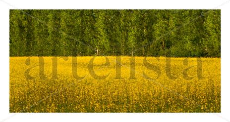 Campo