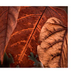 vistas thumbnail 1