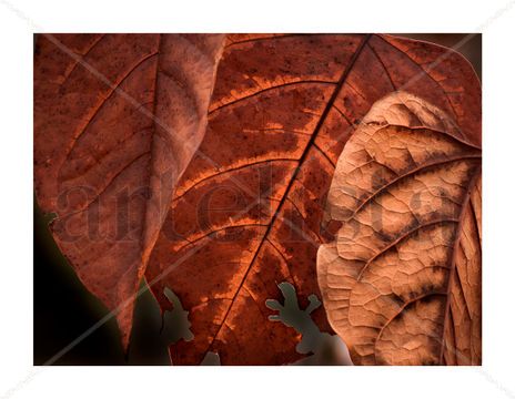 Hojas de otoño