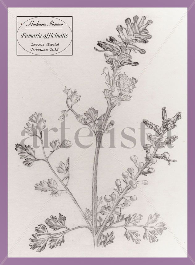 dibujo de fumaria officinalis