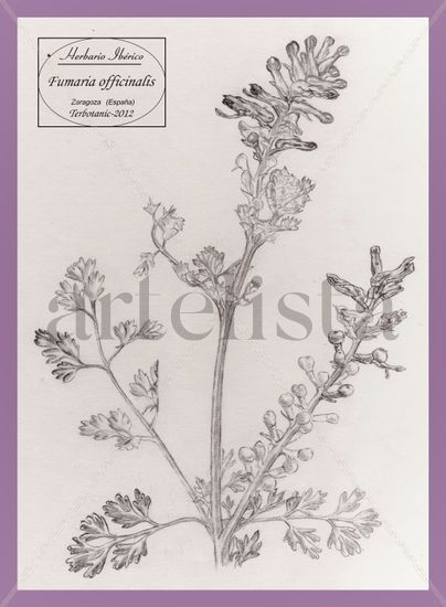 dibujo de fumaria officinalis Lápiz