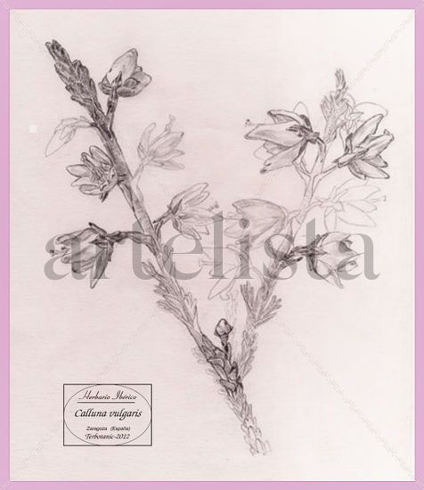 dibujo de Calluna vulgaris Lápiz