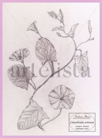 dibujo de Convolvulus arvensis Lápiz