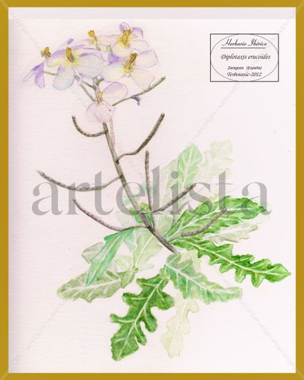 dibujo de Diplotaxis erucoides color Watercolour Paper Landscaping