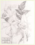 Jasminum officinale