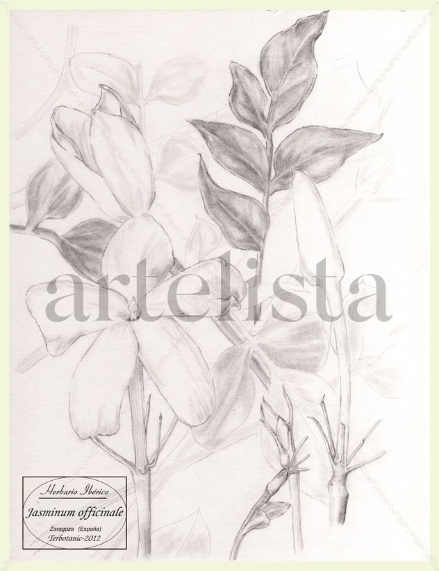 Jasminum officinale