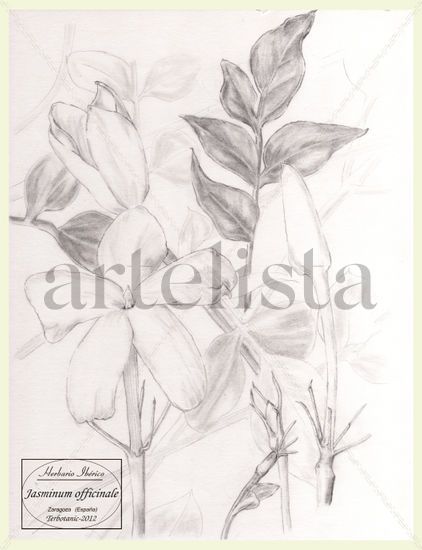 Jasminum officinale Lápiz