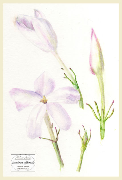 Jasminum officinale...