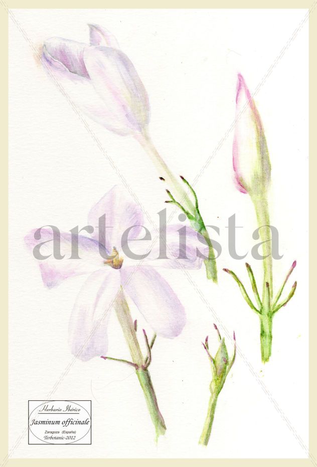 jasminum officinale color