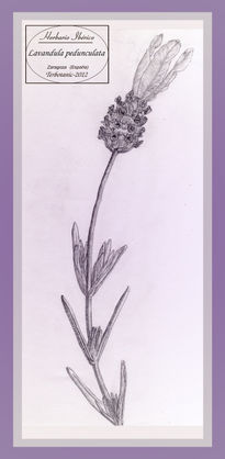 Lavandula pedunculata