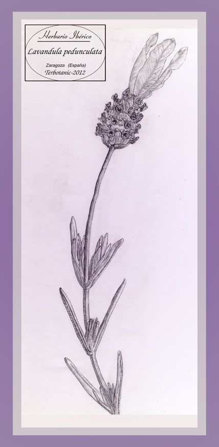 Lavandula pedunculata