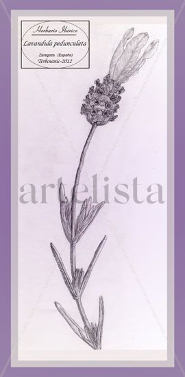 Lavandula pedunculata Lápiz