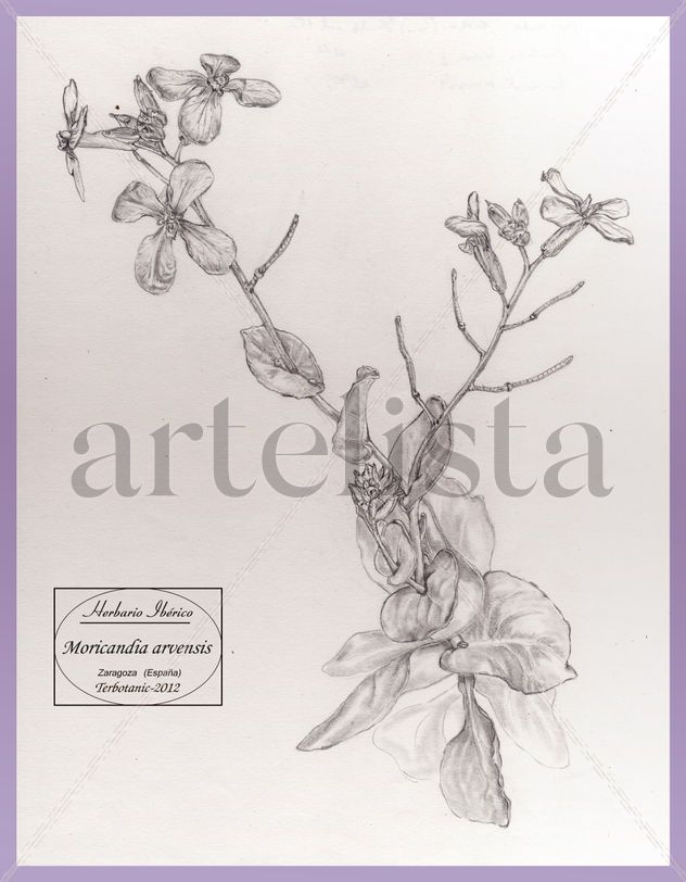 Moricandia arvensis
