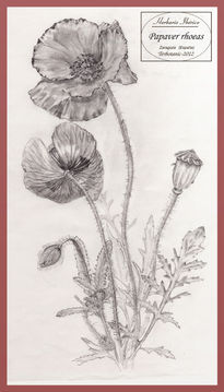 Papaver rhoeas