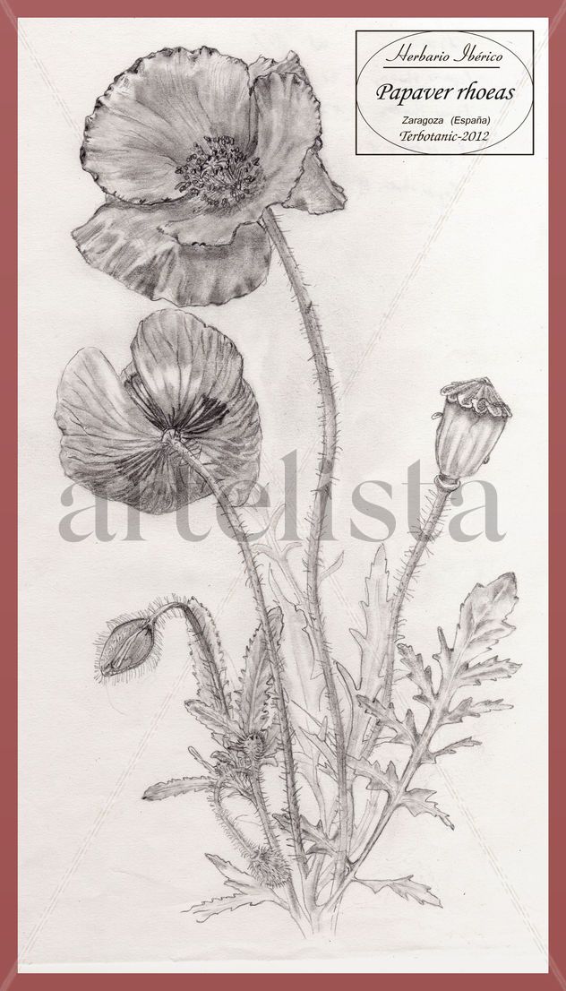 Papaver rhoeas