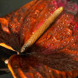 Flora, Imagenes. thumbnail 2