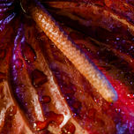 Flora, Imagenes. thumbnail 1