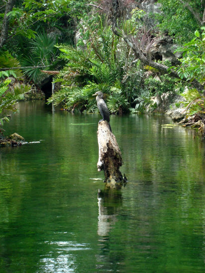 Alone and the jungle Naturaleza Color (Digital)