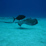 Animales thumbnail 1