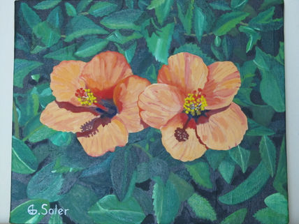 Hibiscus