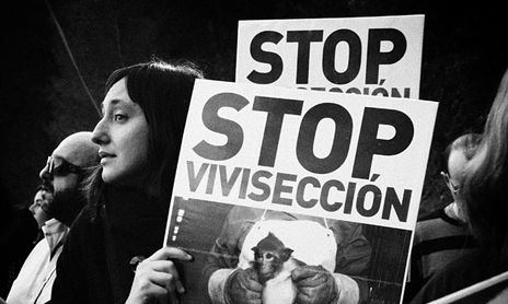 Derechos Animales