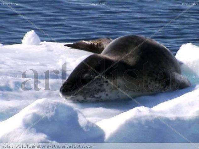 FOCA EN LA ANTARTIDA Naturaleza Color (Digital)